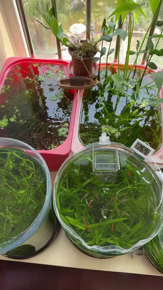 记录我的养鱼日常