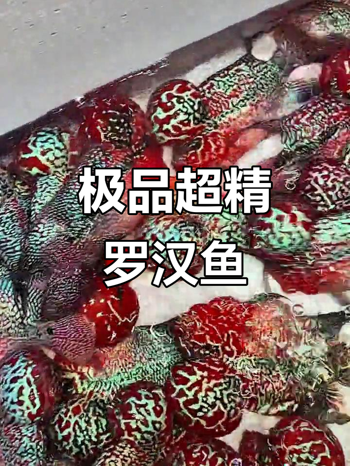 超高品质罗汉鱼,拉线大爆头马骝展示