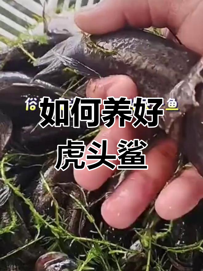 虎头鲨养殖技巧:淡水鱼如何喂食与养护