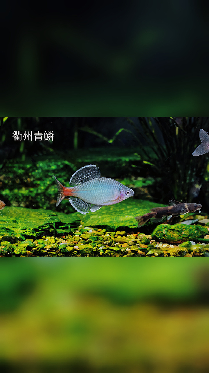 9大鳑鲏鱼