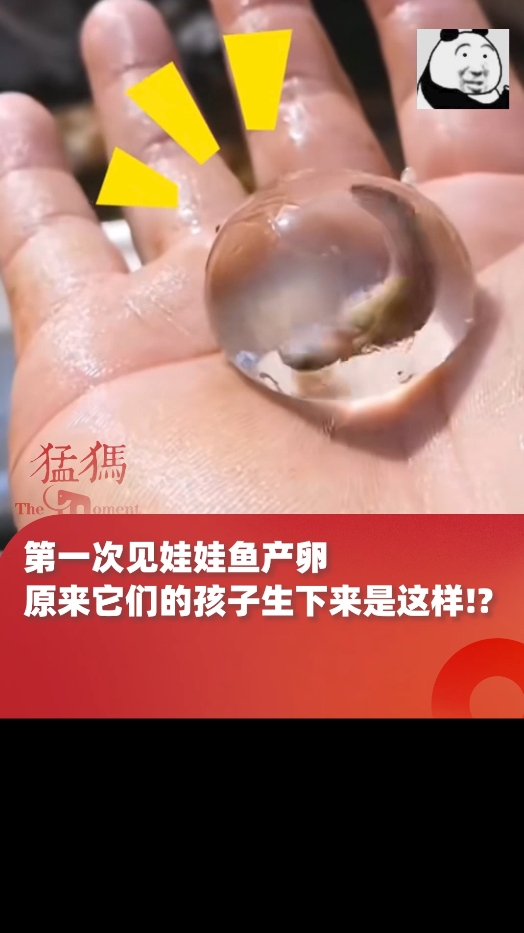 第一次见娃娃鱼产卵,原来它们的孩子生下来是这样!?