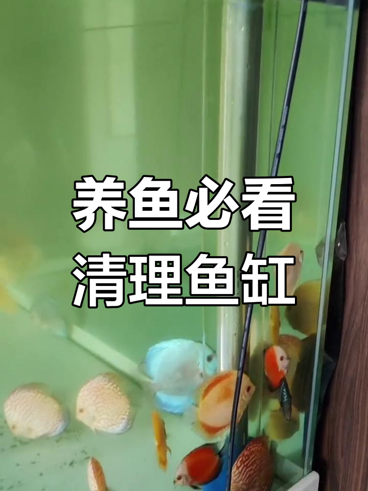鱼缸清洁技巧大公开,避免绿藻滋生
