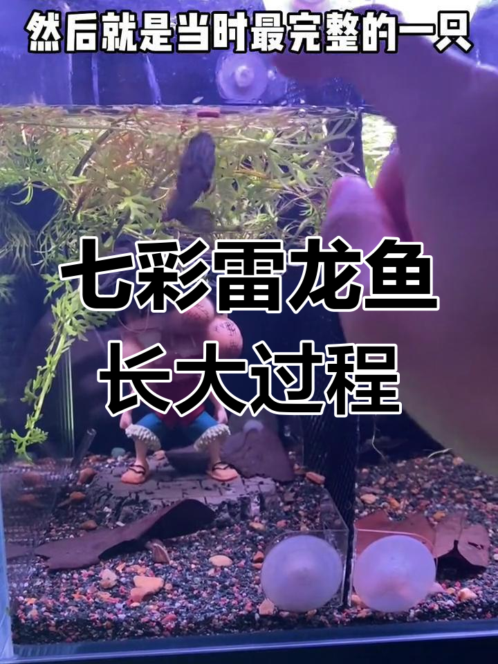 七彩雷龙鱼苗成长记录