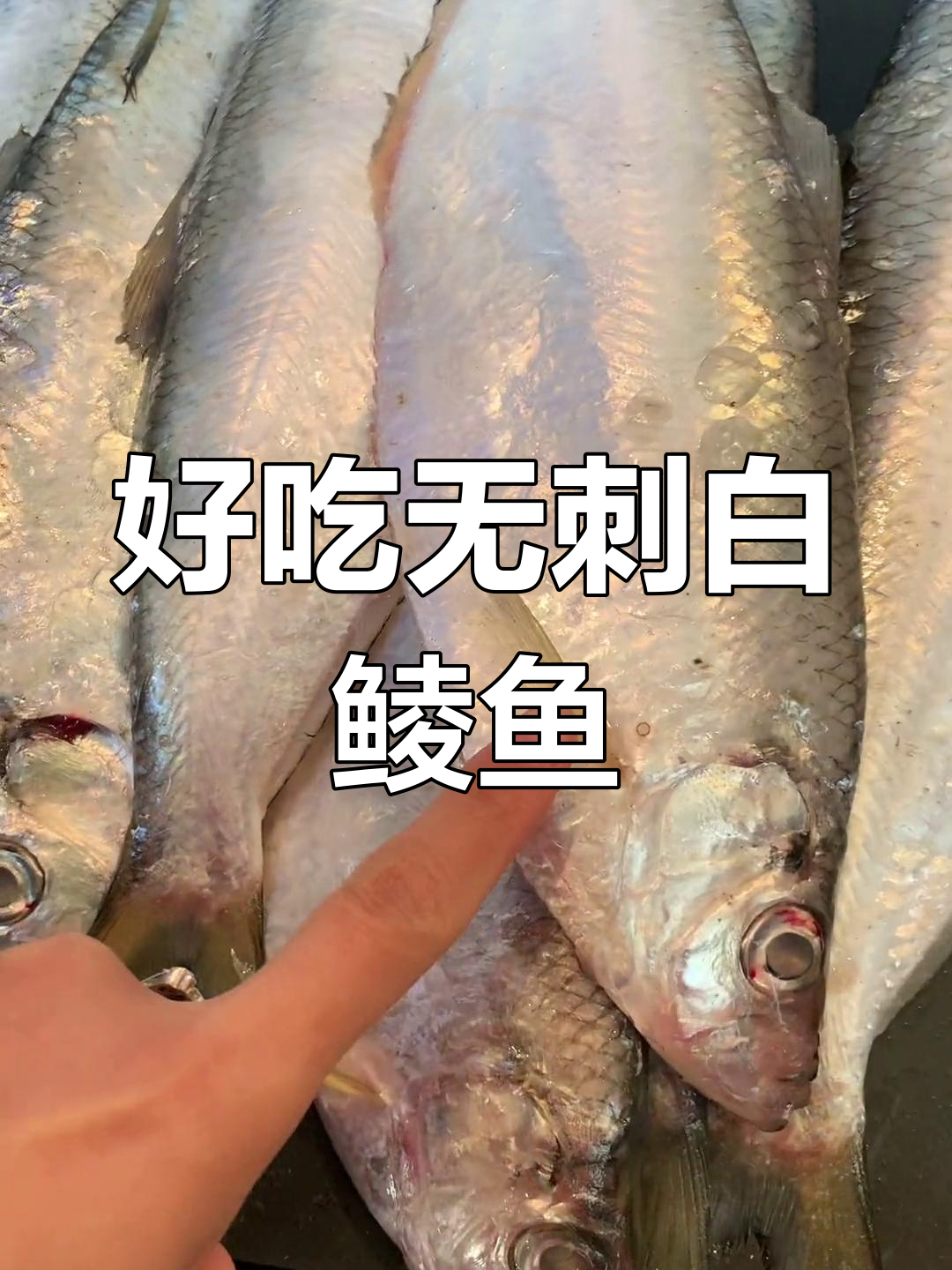 白鳞鱼全身软刺,口感超赞!
