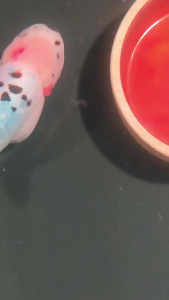 鱼缸里出现细长的白色虫子,不要慌,蛋白虫对鱼没啥影响,鱼缸里出现蛋白虫,说明你要换水洗棉了