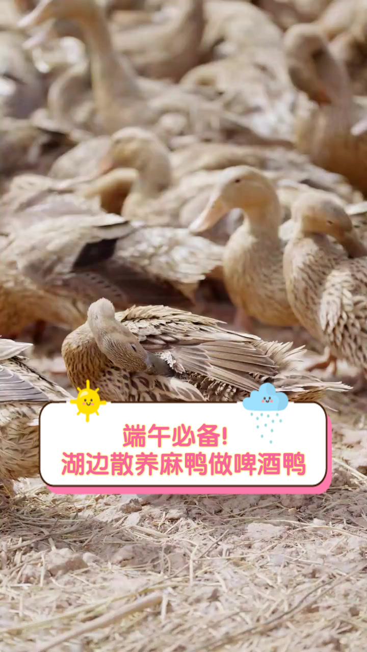 端午必备！湖边散养麻鸭做啤酒鸭