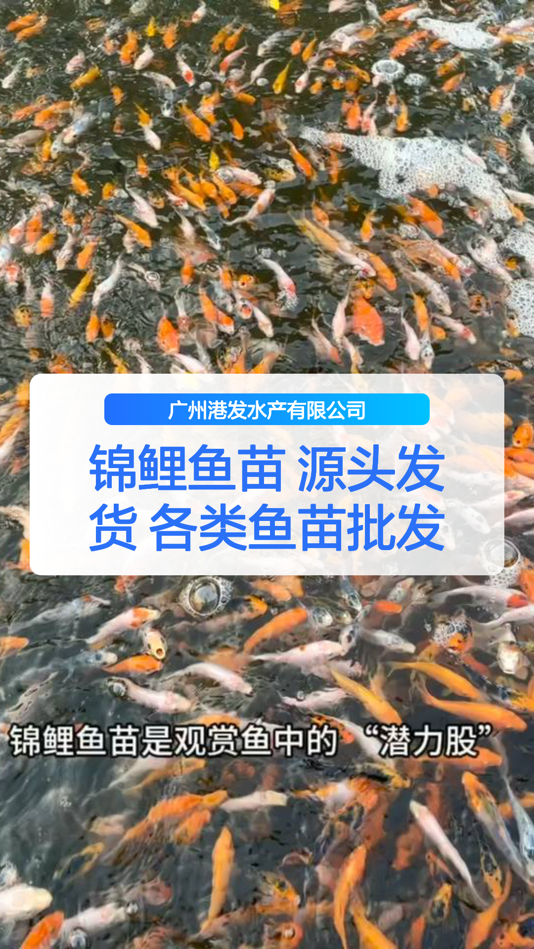 锦鲤鱼苗 源头发货 各类鱼苗批发