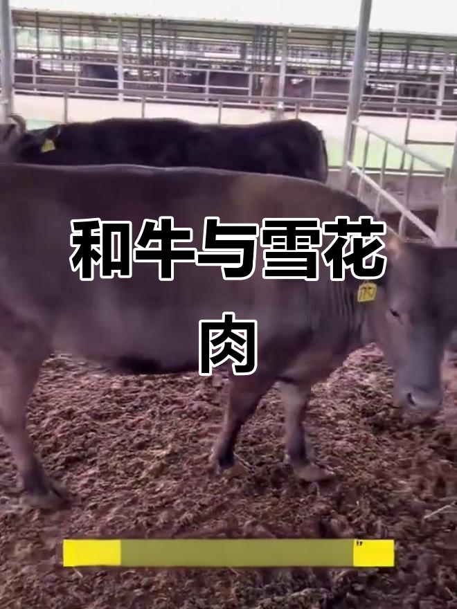 了解和牛:世界顶级雪花牛肉的秘密