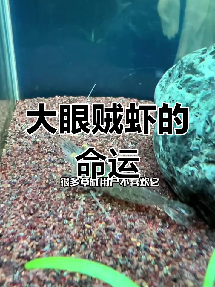 大眼贼虾,美丽又凶猛,长大后清蒸还是红烧?