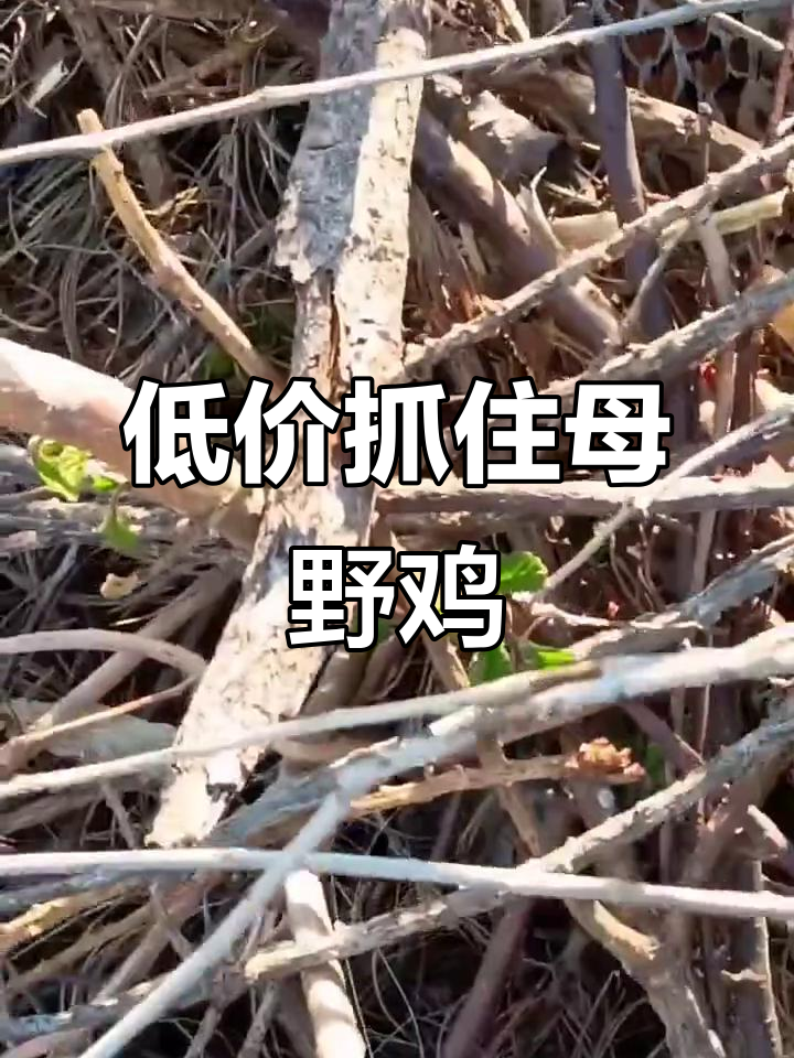 母野鸡护蛋,低价格抓捕惊险瞬间