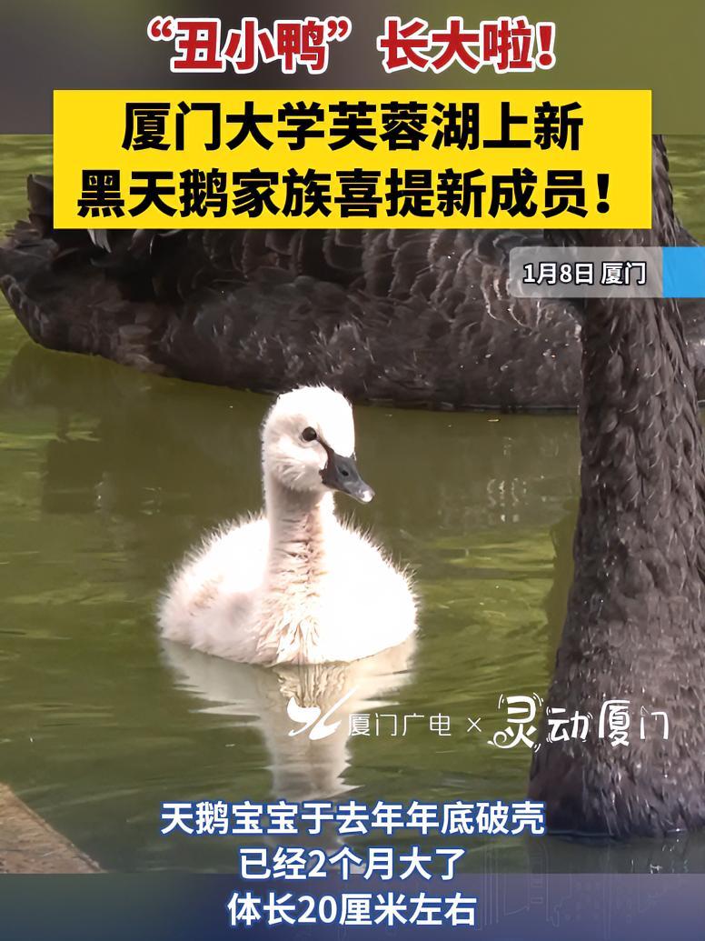 “丑小鸭”长大啦!厦门大学芙蓉湖上新,黑天鹅家族喜提新成员!厦门 厦大 天鹅