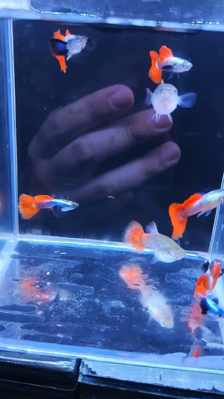 泰系白金红尾大耳孔雀鱼