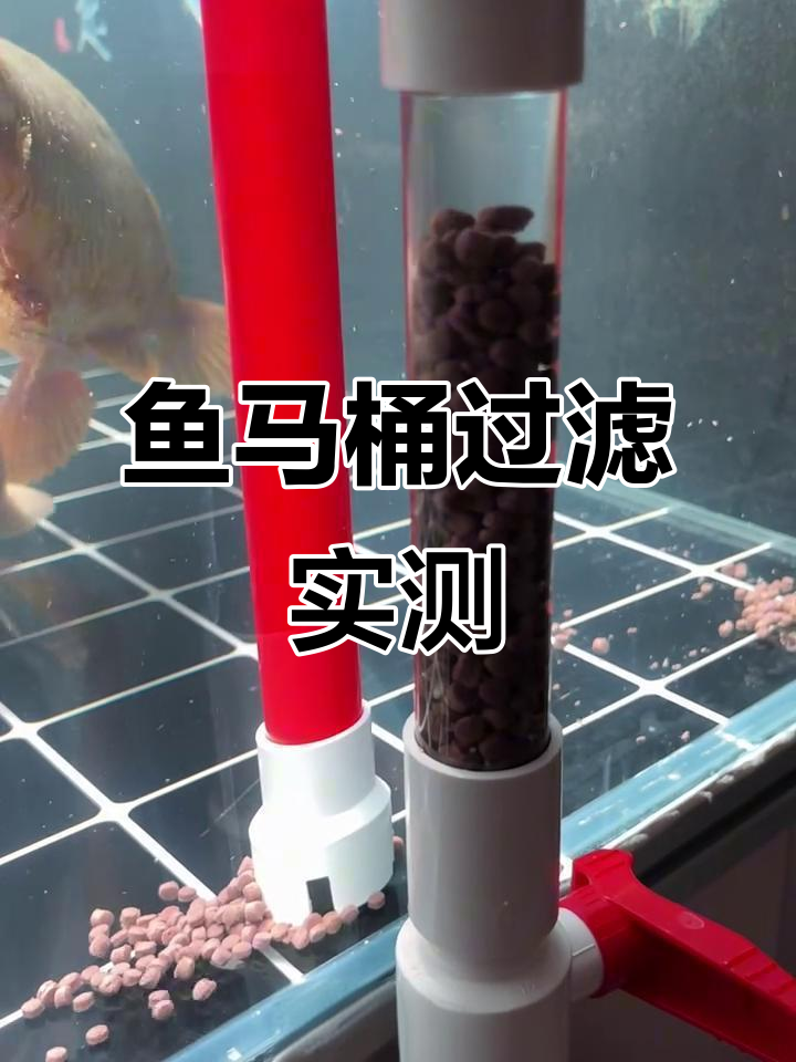 鱼马桶暴力测试:小残渣全被隔离,效果惊人