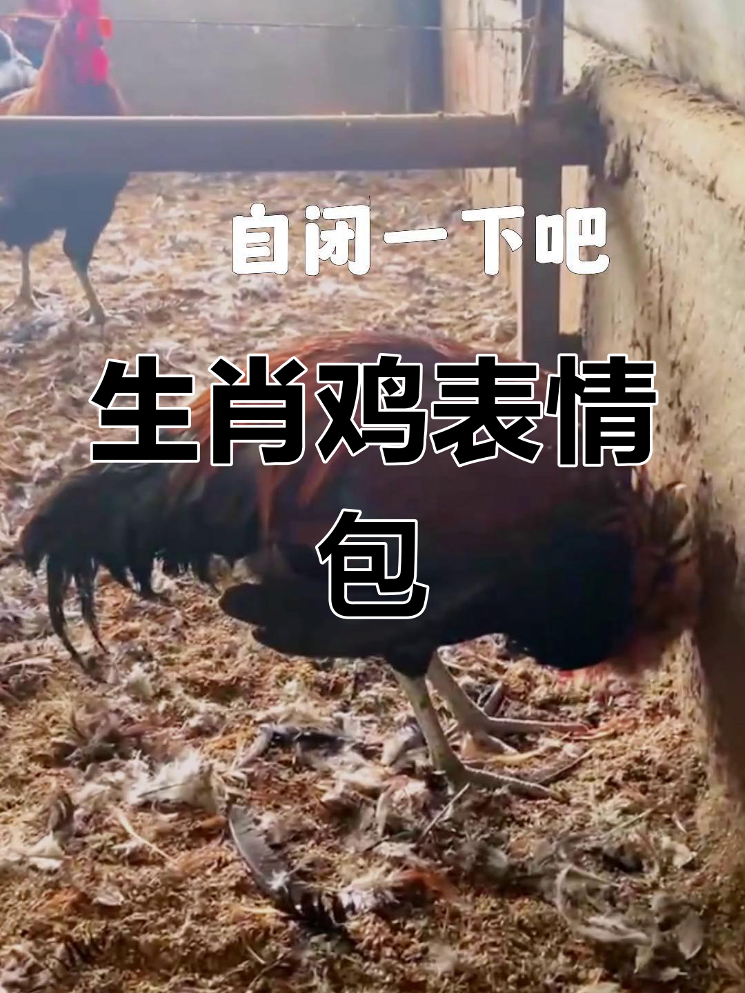 生态鸡表情包大集合