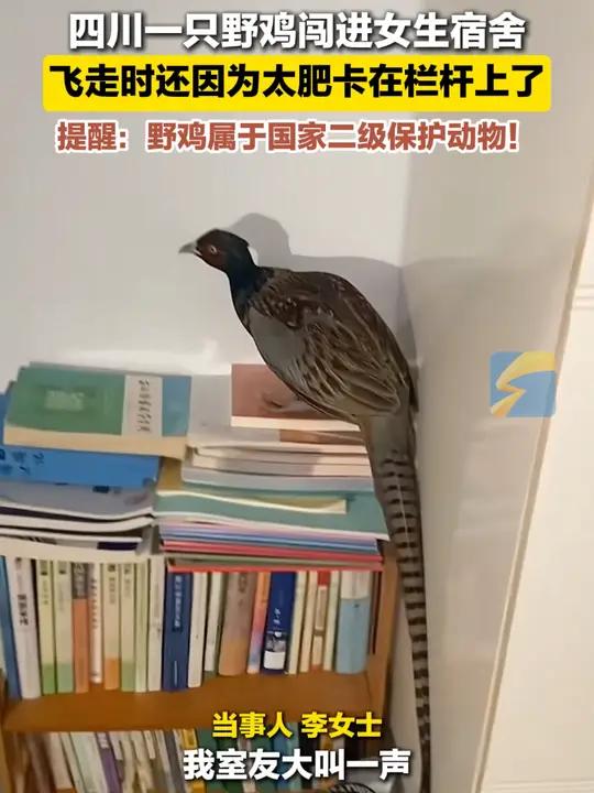 10月23日(发布),四川泸州。野鸡闯进女生卧室,飞走时还因为太肥卡在栏杆上了。野鸡 国家