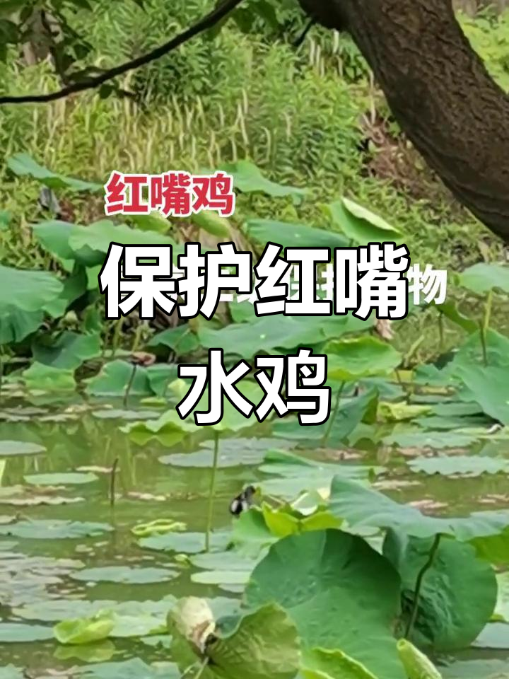 红嘴水鸡:濒危物种的守护与关注