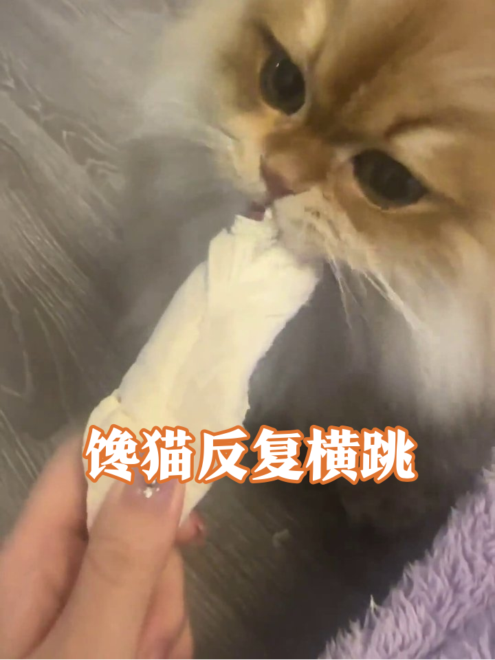 橘猫吃播迷惑行为:鸡胸肉到底有什么魔力让它反复横跳?