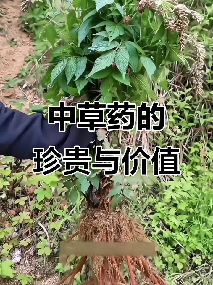 65种常见中草药价格大揭秘，市场价从几元到百元不等