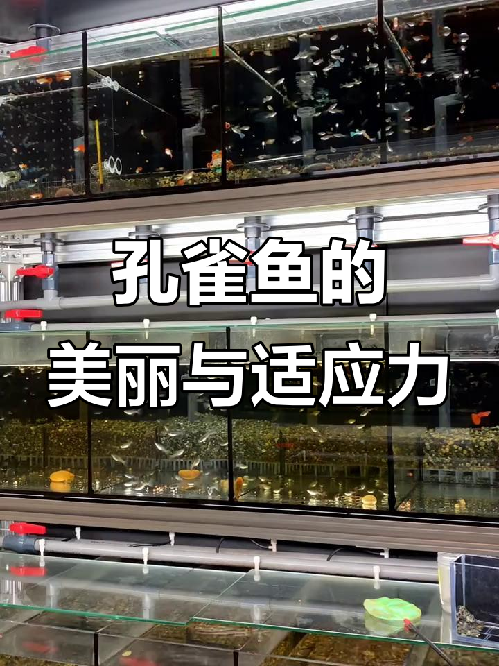 孔雀鱼:色彩斑斓的热带观赏鱼