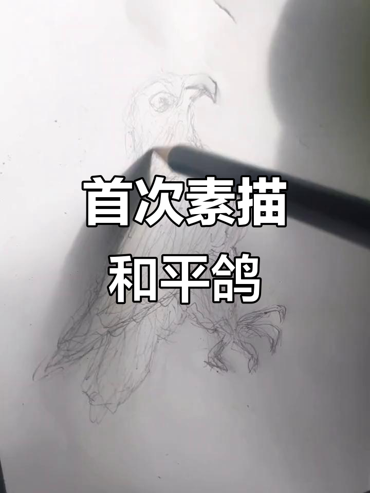 第一次尝试素描和平鸽,画得有点丑但很有趣!