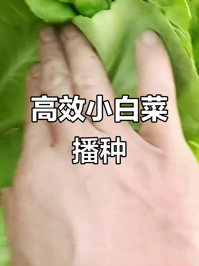 小白菜播种机,轻松搞定田间作业