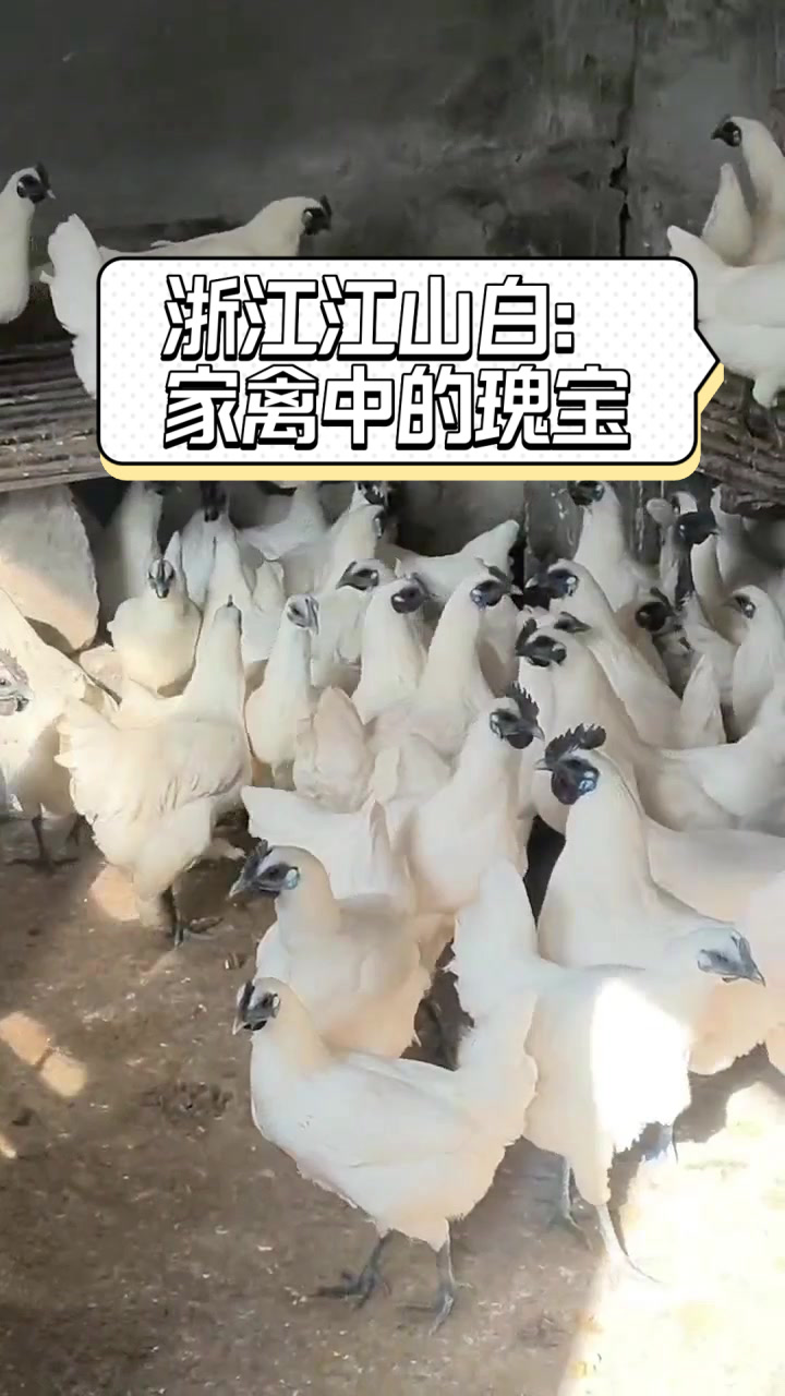 浙江江山白:家禽中的瑰宝