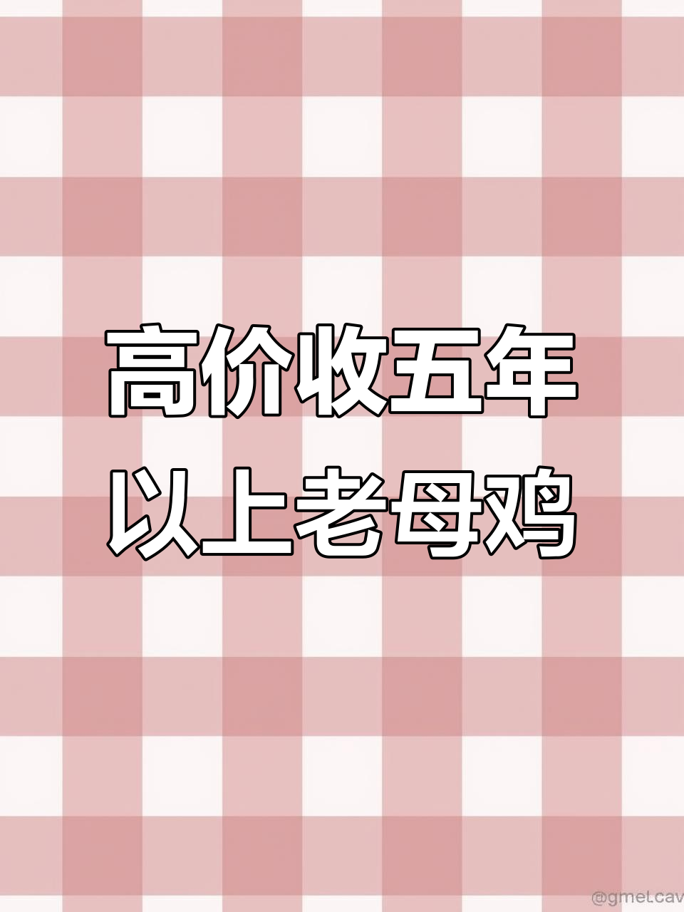 为什么有人高价收购五年老母鸡?难道真有“鸡宝”?