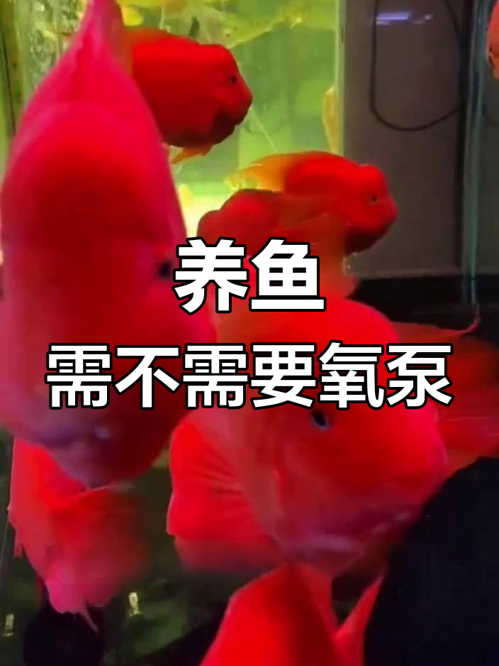 鱼缸是否需要氧气泵?