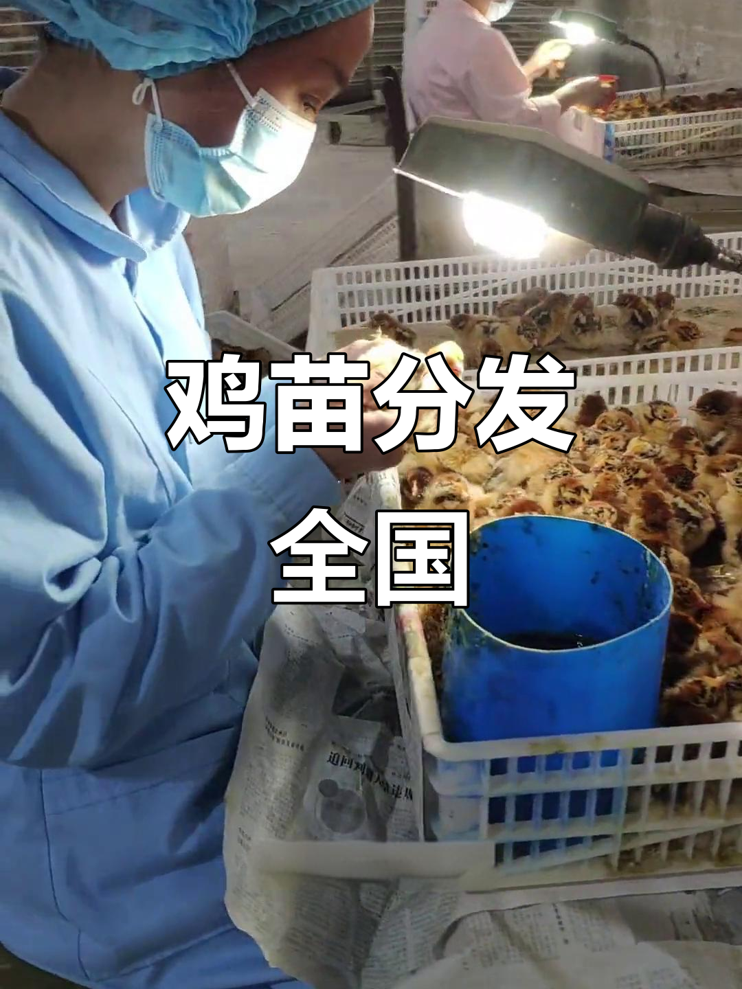 红瑶鸡苗分拣完毕,即将送往全国各地