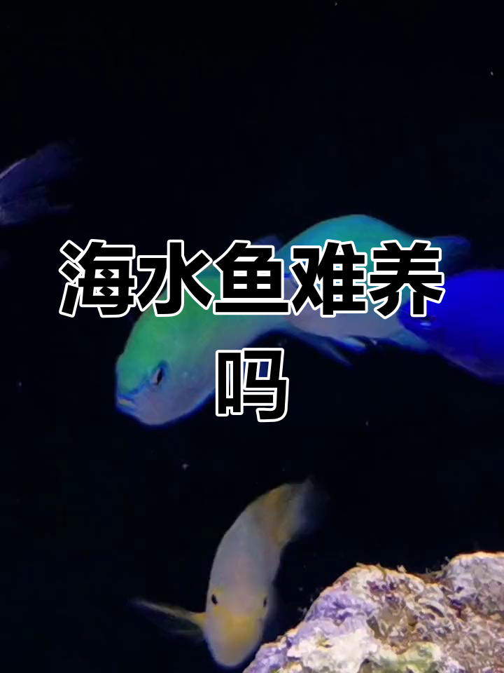 海水鱼雀鲷养殖难度揭秘