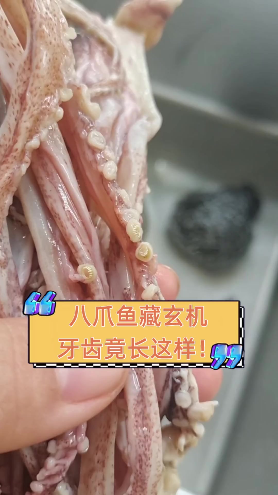 八爪鱼藏玄机,牙齿竟长这样!