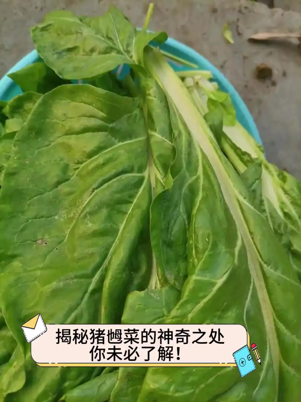 揭秘猪乸菜的神奇之处,你未必了解!