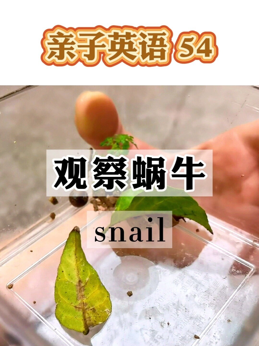 10句话观察蜗牛,身体部位粘液表达