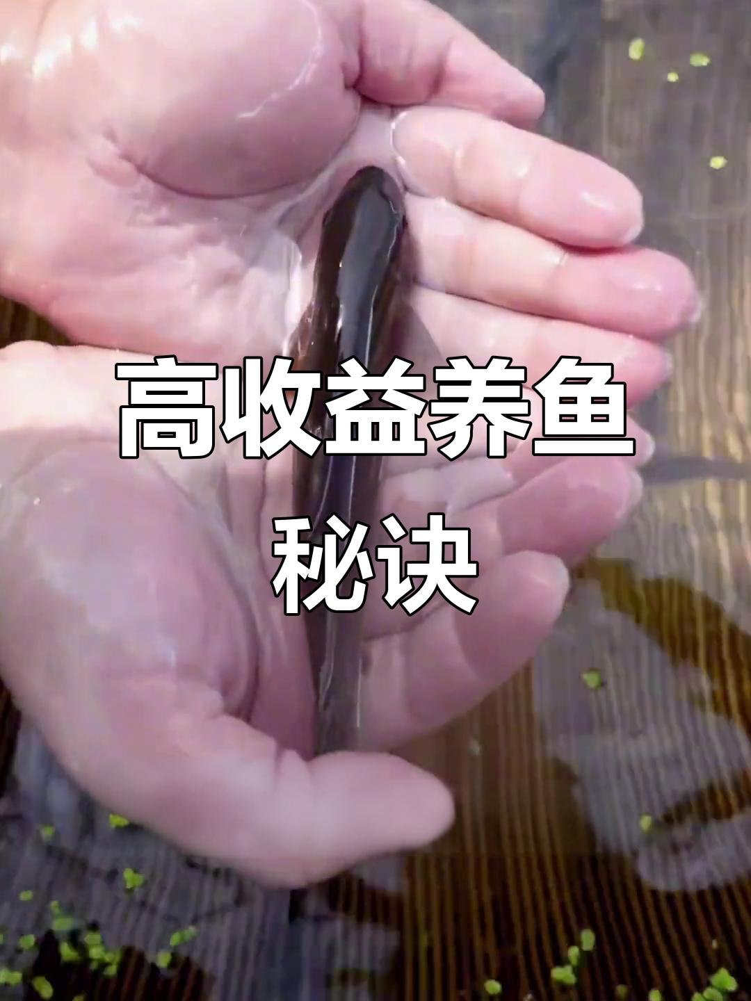 青龙棒鱼生长迅速,养殖成本低,回报丰厚