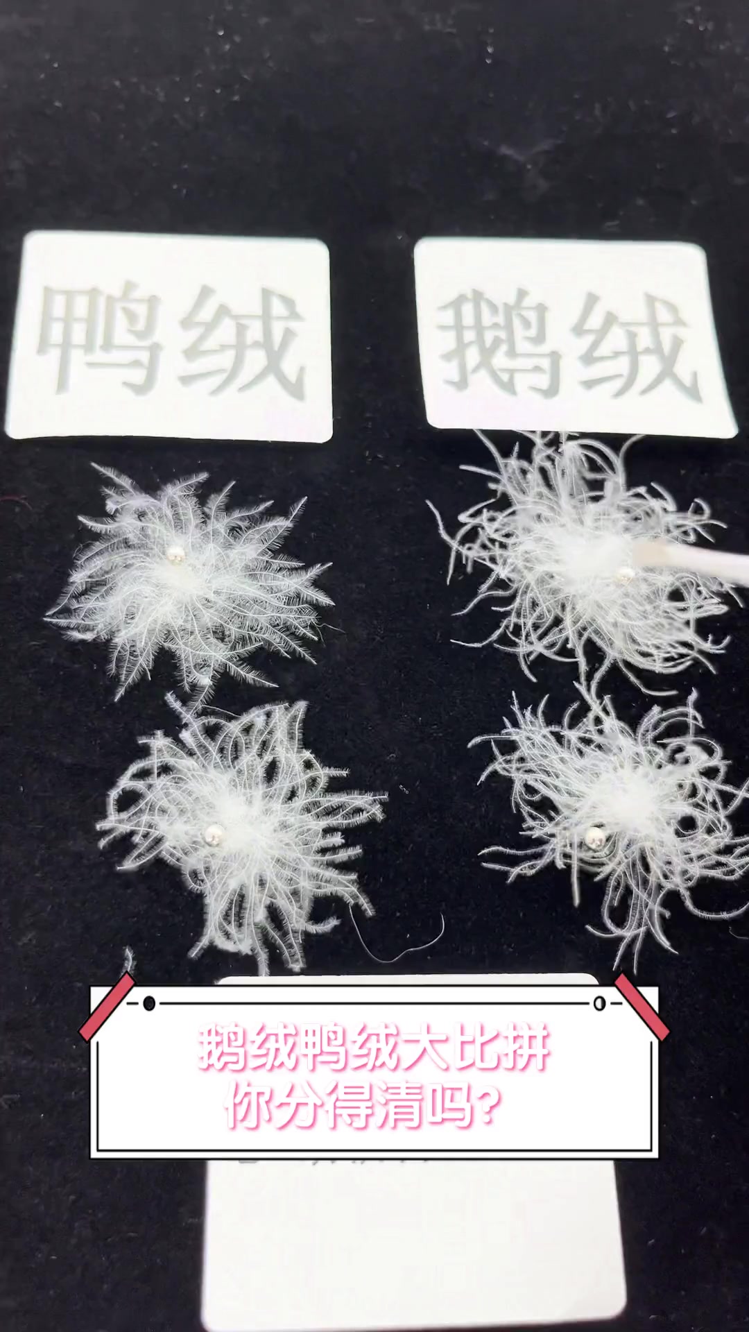 鹅绒鸭绒大比拼,你分得清吗?