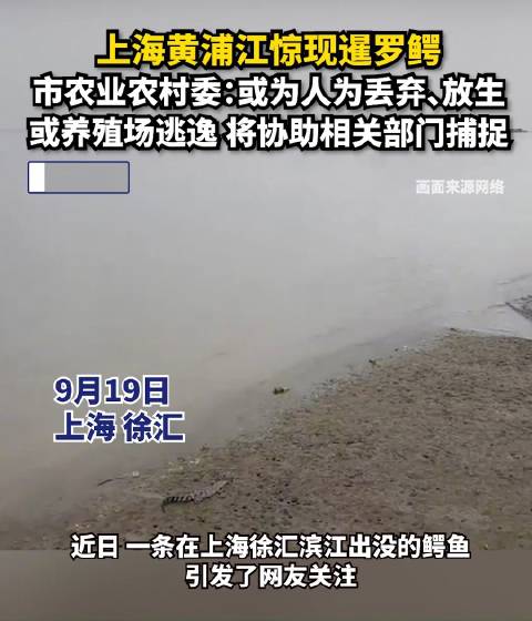 「上海黄浦江惊现暹罗鳄?市农业农村委:或是人为丢弃、放生或养殖逃逸」上海黄浦江疑似出现暹罗
