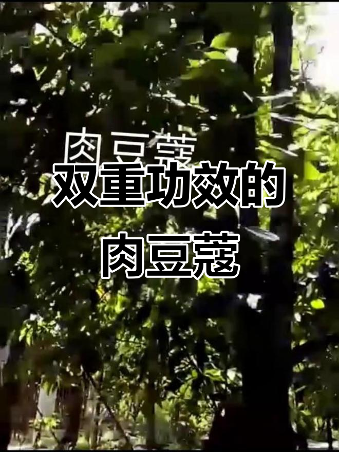 肉豆蔻,香料与药材双重身份,温中止泻效果显著