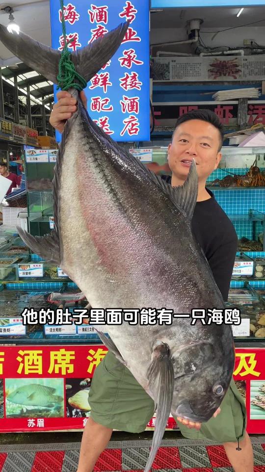 浅海暴君牛港鯵!在它的肚子里发现了鸟嘴!太厉害了,不愧是海中超跑「GT」听说很难吃,做个香
