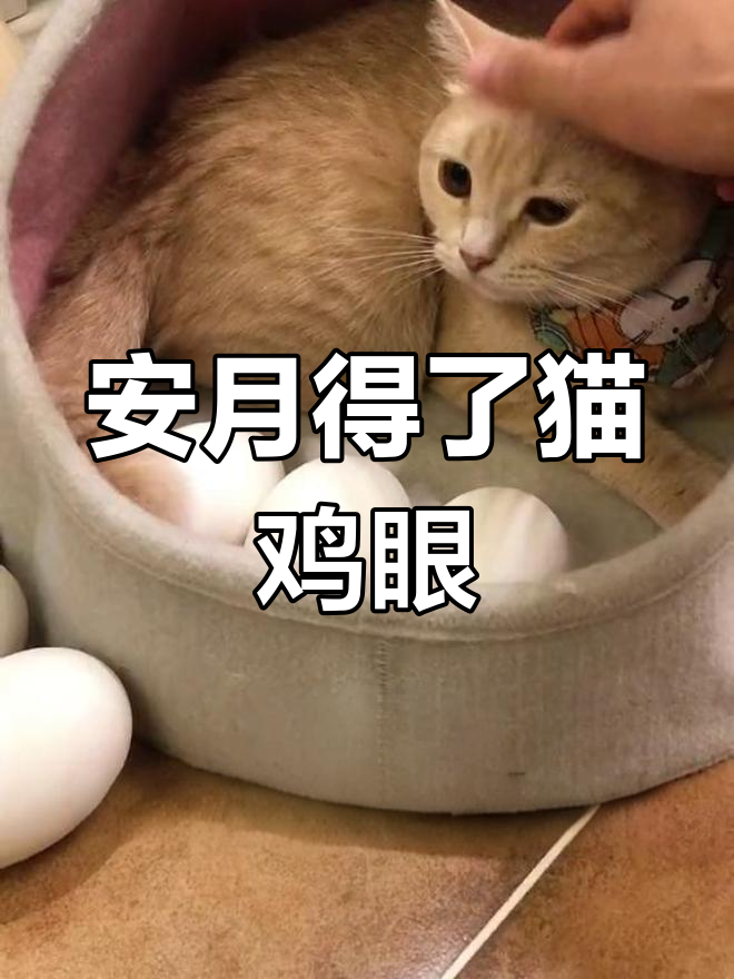 猫咪脚上长鸡眼,竟然抑郁了!