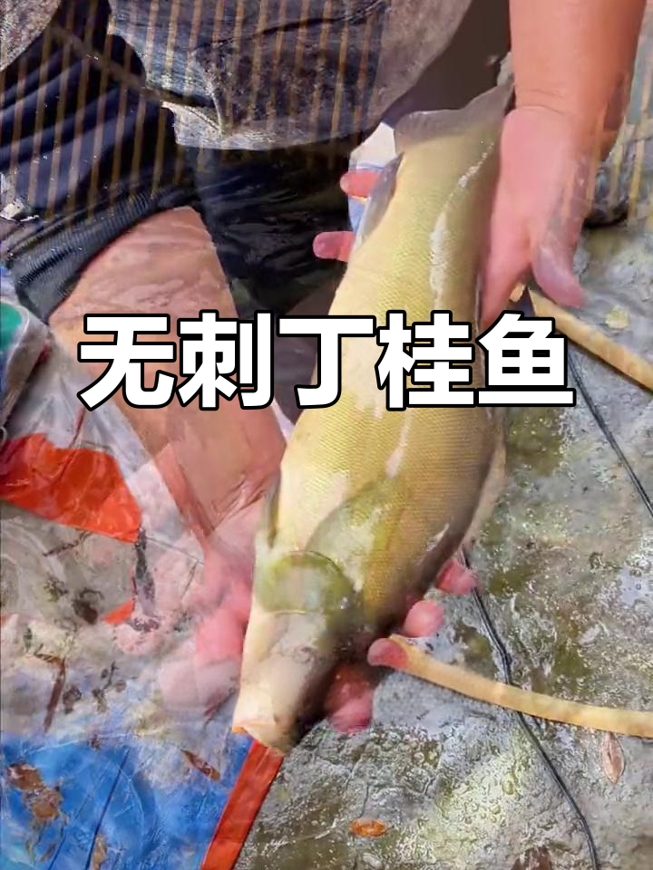 丁桂鱼:鲜嫩无刺,不吃小鱼