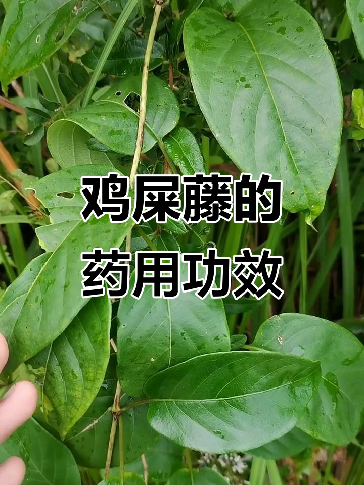 鸡屎藤的独特作用与气味,竟能治疗跌打损伤和腹泻