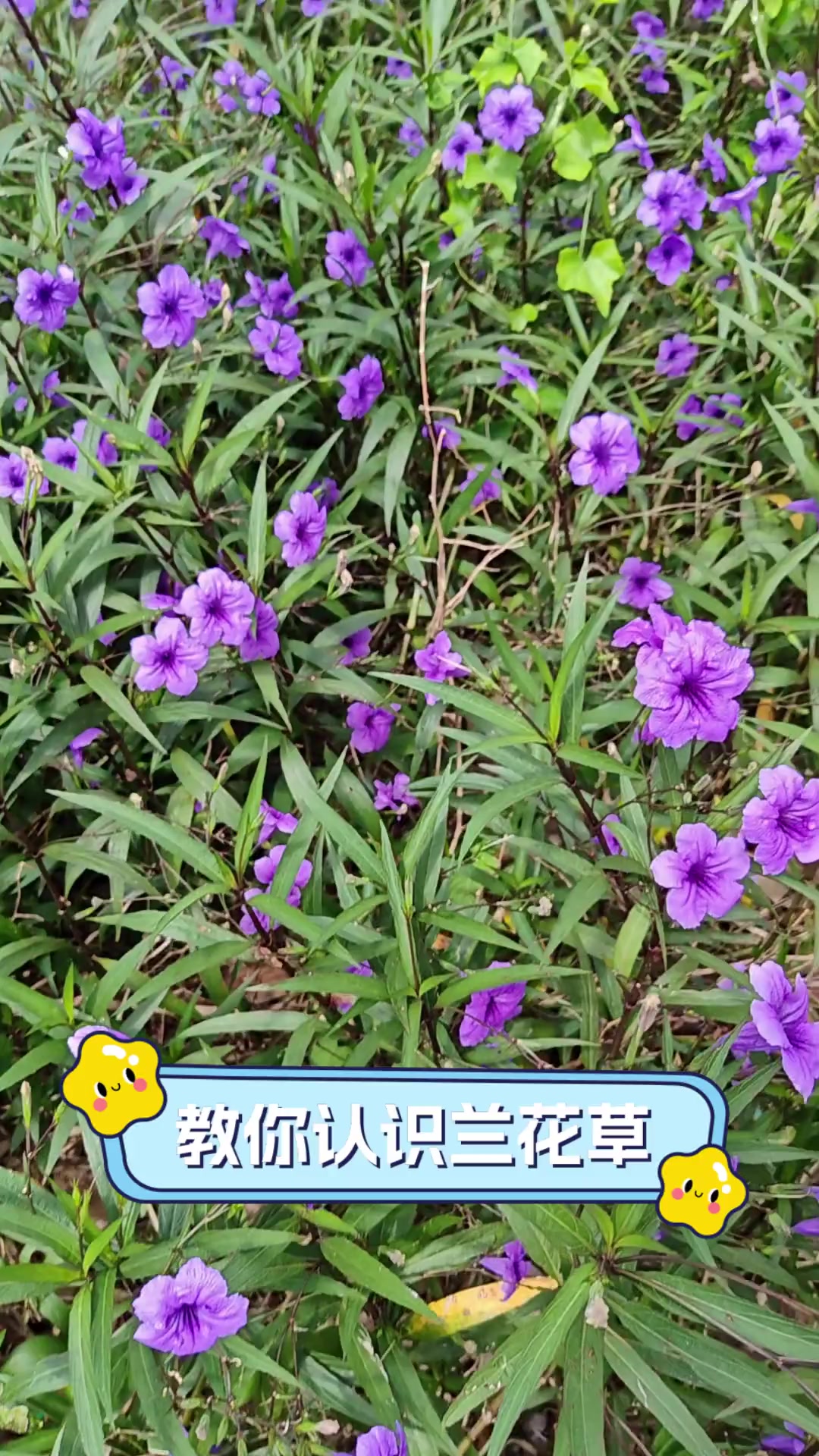 教你认识兰花草