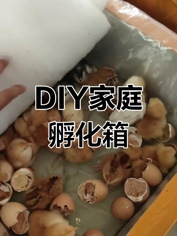 自制简易小鸡孵化器,轻松在家孵蛋
