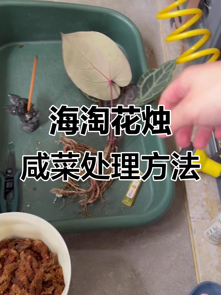 花烛海淘回来如何处理?咸菜泡发与清洗全攻略