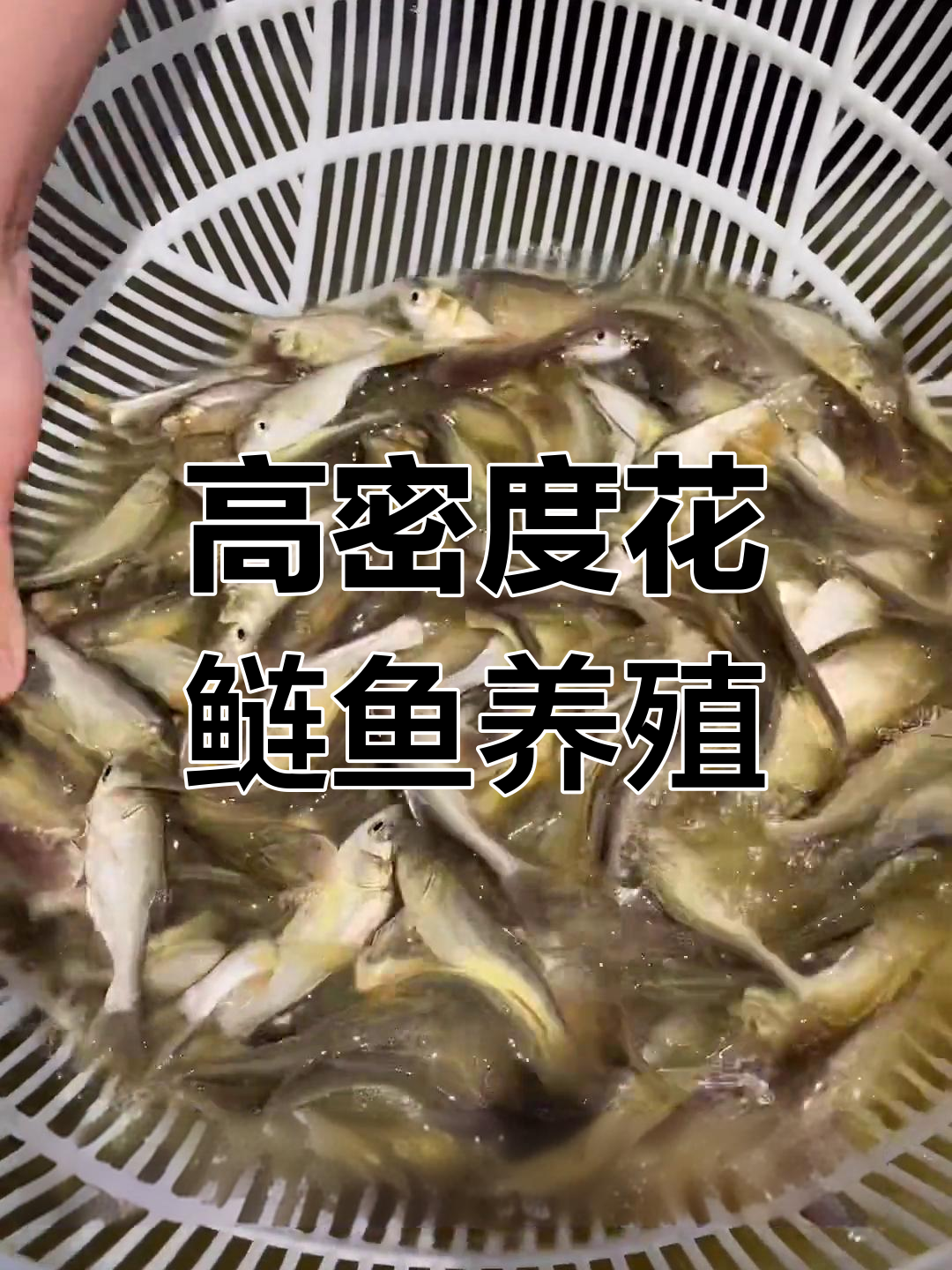 花鲢鱼养殖技巧:高密度养法与水质改善