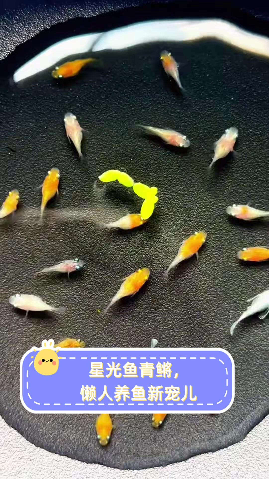 星光鱼青鳉，懒人养鱼新宠儿