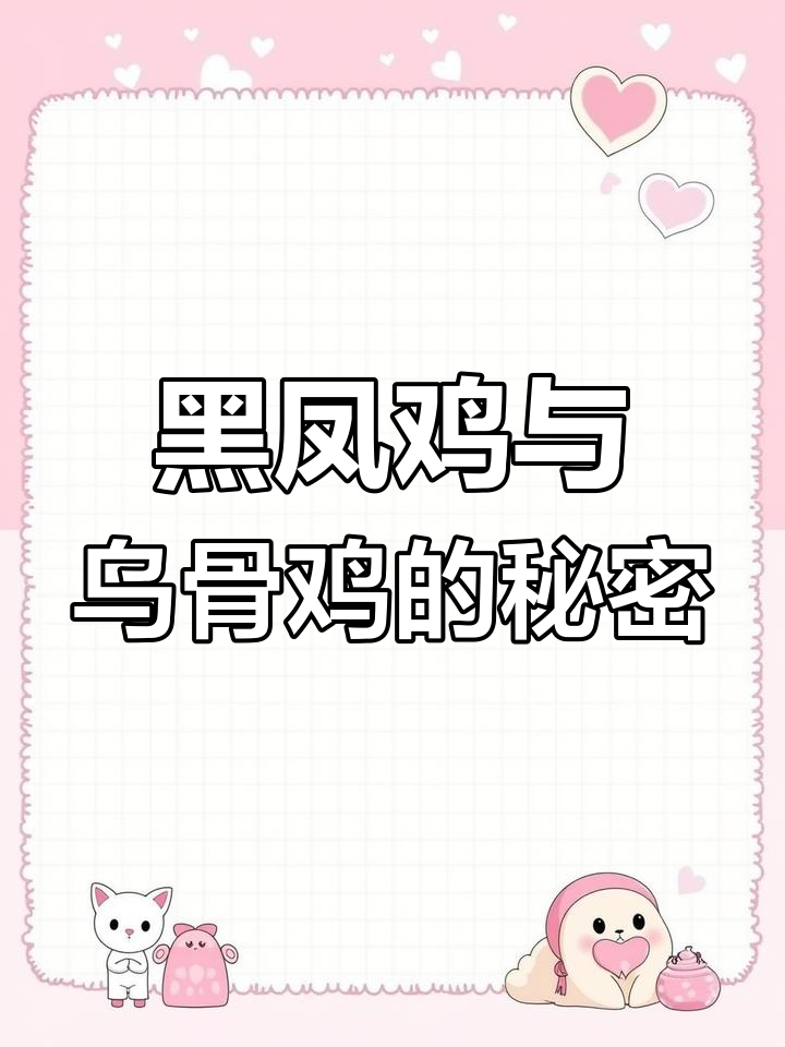 楚雄市妙世养殖场全新升级,黑凤鸡带来滋补新体验