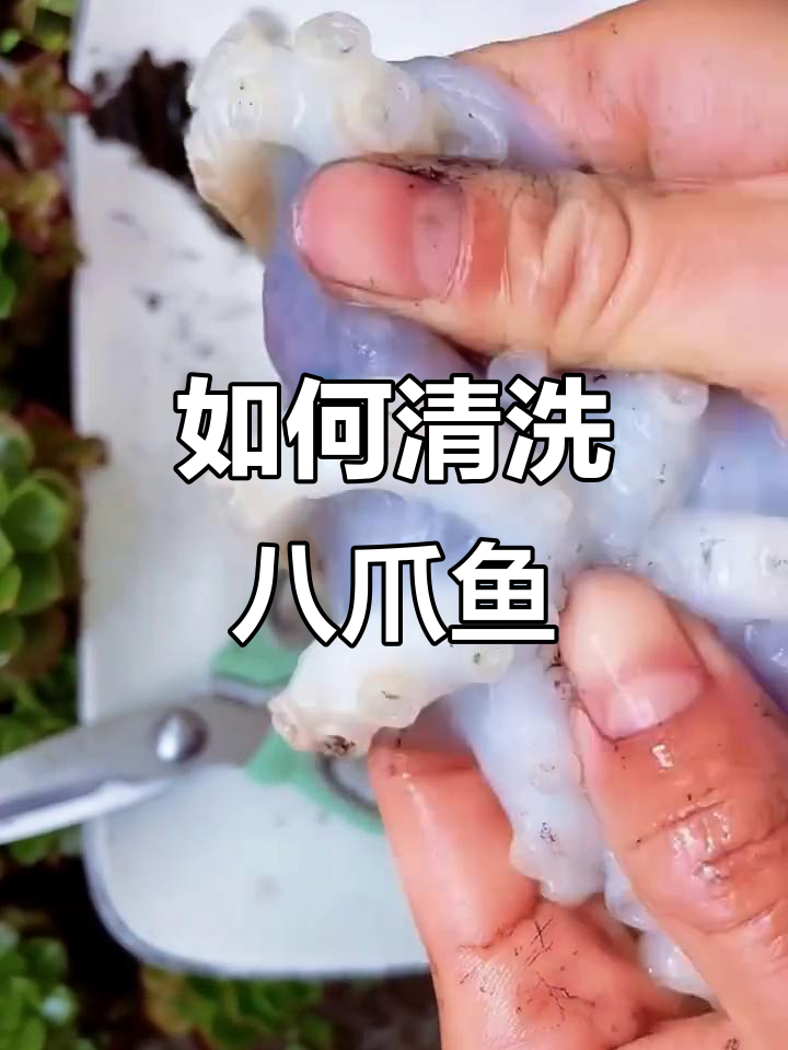 清理八爪鱼全流程，轻松去内脏和牙齿