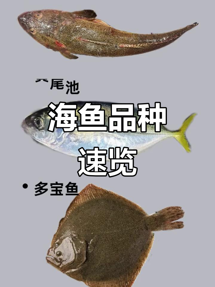 常见海鱼品种大揭秘，石斑、斗鲳一网打尽