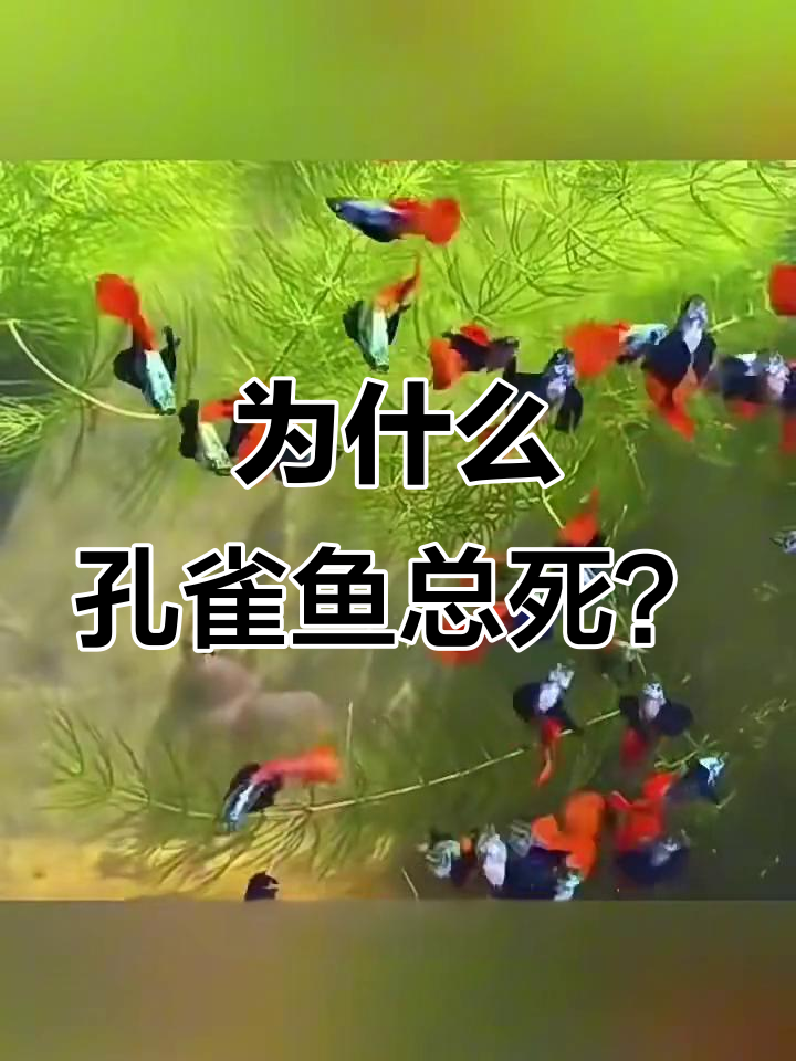 孔雀鱼死亡原因大揭秘:别让勤快害了它们
